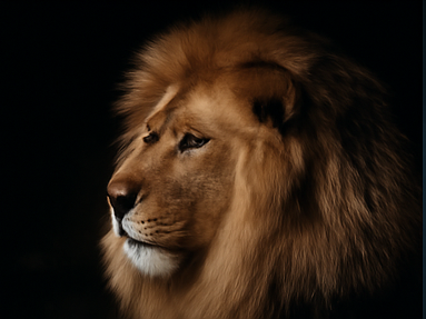 Gemellare Partnership Vision